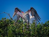 081824 Marabou Stork 7 1.jpg