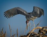 081824 Marabou Stork 19.jpg