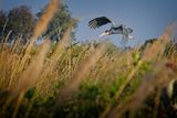 081824 Marabou Stork 36.jpg