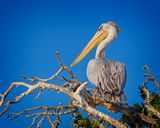 081824 Pink Backed Pelican 2 3.jpg