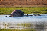 082124 Crocodiles eating a hippo 24.jpg
