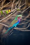 082124 Lilac Breasted Roller 2 1.jpg