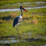 082124 Saddlebilled Stork 2 5.jpg