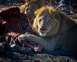 082224 Lion brothers eating a zebra  119.jpg
