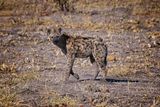 082224 Spotted hyena  13.jpg