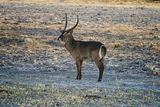 082324 Commom Water Buck 1.jpg