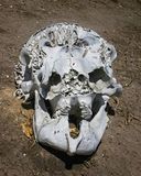 082324 Elephant skull 2.jpg
