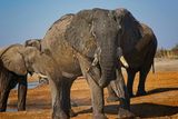 082324 Elephants at watering hole 3 50.jpg