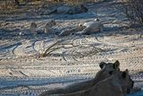 082324 Lions and cubs 6.jpg