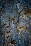 082424 Baobab bark  2.jpg