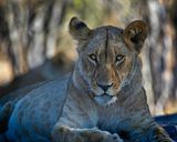 082424 Lioness  25.jpg