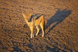 082524 Blackbacked Jackals at watering hole  4.jpg