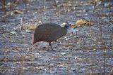 082524 Helmeted Guinea Fowl  4 1.jpg