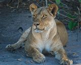 082524 Lioness 2  13.jpg