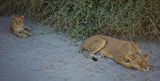 082524 Lioness and cub  18 1.jpg