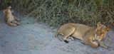 082524 Lioness and cub  21 1.jpg