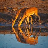 082524 Impalas at a watering hole at dawn