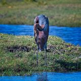 082624 Goliatth Heron   3.jpg