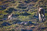 082624 Baboons 12.jpg