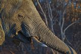 082624 Elephant head detail 2 5 1.jpg