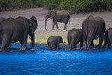 082624 Elephant river crossing 26.jpg