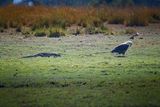 082624 Fish Eagle and water monitor 2.jpg
