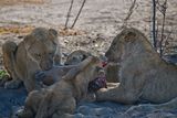 082624 Lionesses and cubs eating an impala 2 1.jpg