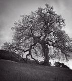 _DSC3216 copy.jpg