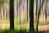 Georgia woods  2.jpg