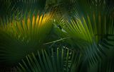 UC Botanical Garden1.jpg