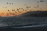 Brown Pelican and Caspian Tern feeding frenzy at dusk, mouth of the Russian River.jpg