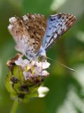 Blue Metalmark