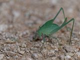 Round-headed Katydid (Amblycorypha sp)