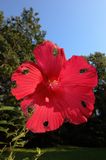 00hibiscus6738.jpg