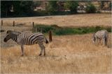 More zebra (could be a new band name!)