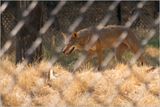 Red Wolf - Its difficult getting good pics through chain link!