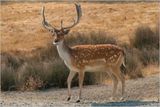 Fallow Deer - Buck - check out his grin over these 3 images!