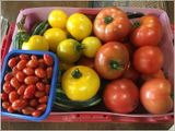 Daily garden pull (2023-09-07)