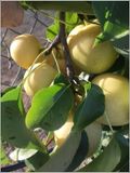 Asian pears on the tree (2023-09-07)