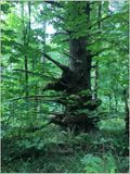 Another interesting old growth tree (2023-09-11 )
