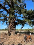 Veteran Tree (2024-09-27)