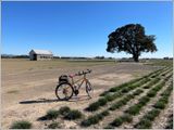 Old barn/oak tree (2024-10-03)