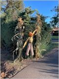 Getting ready for Halloween  (2024-10-03)