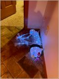 2024 Halloween party at the Watsons!