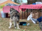 What airshow?  Noise doesnt bother the Kika Dog! (2025-09-27)
