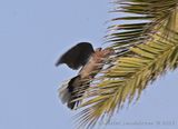 Palmduva  