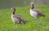 Nilgs 