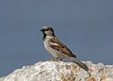 Grsparv, male