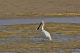 Skedstork  