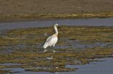 Skedstork  